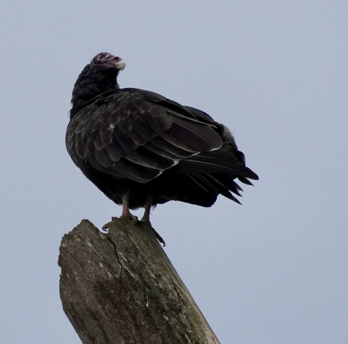 Turkey Vulture - ML641111133