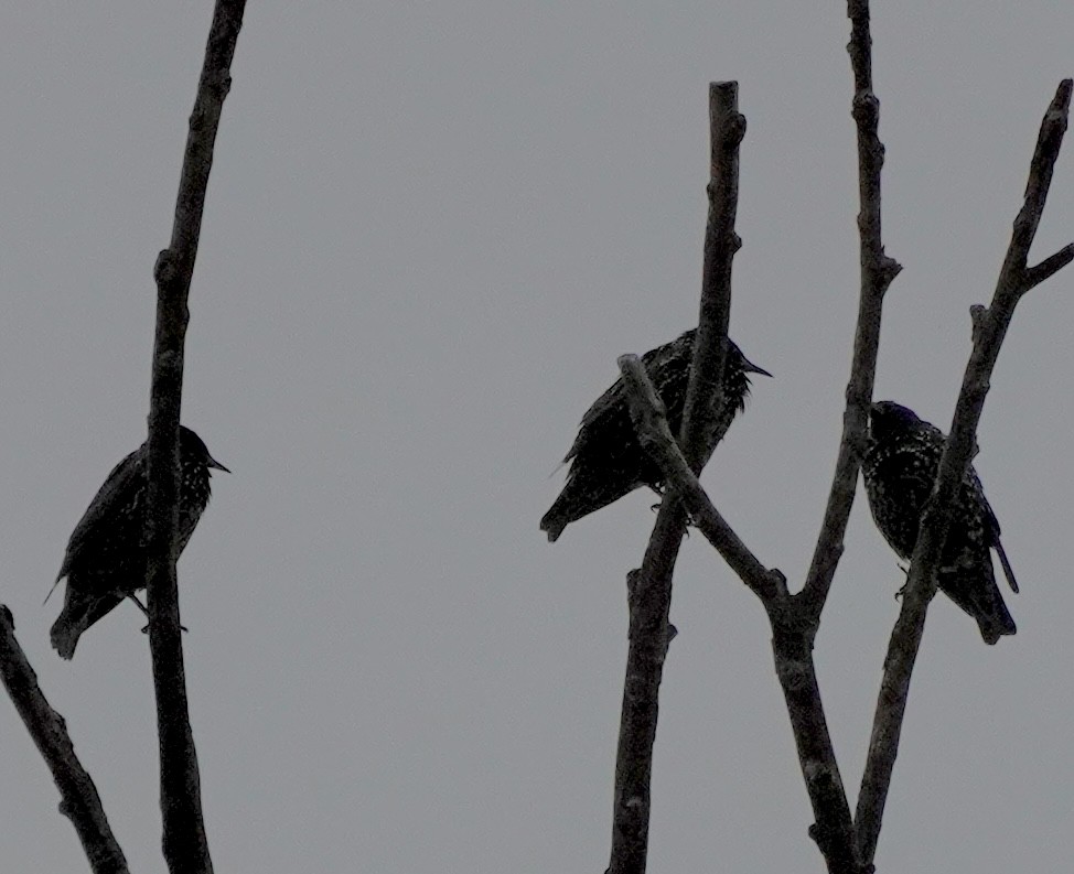 European Starling - ML641111139