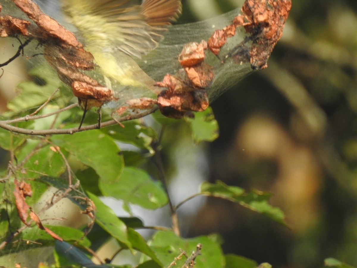 Great Crested Flycatcher - ML641111194