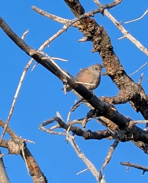 Dark-eyed Junco - ML641111200