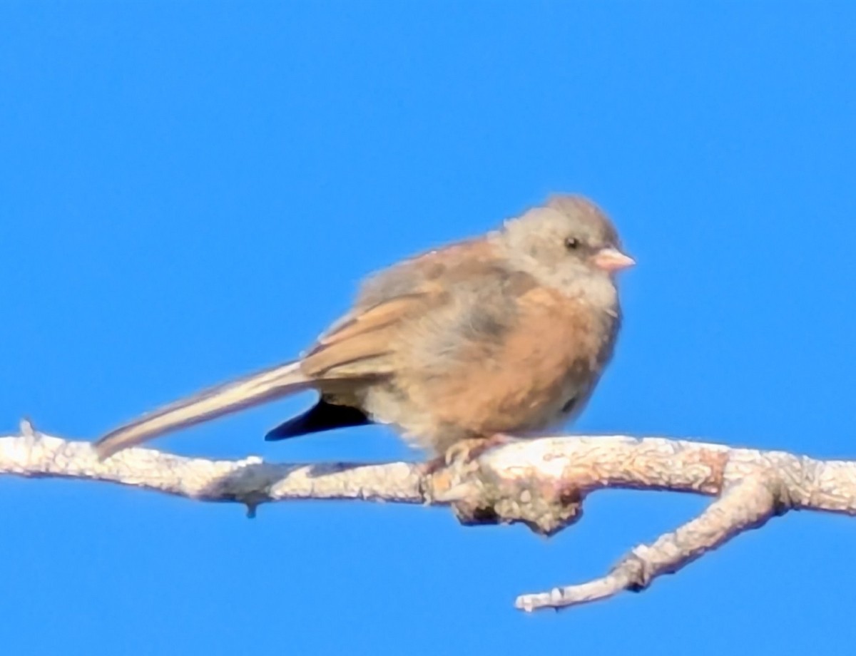 Dark-eyed Junco - ML641111203