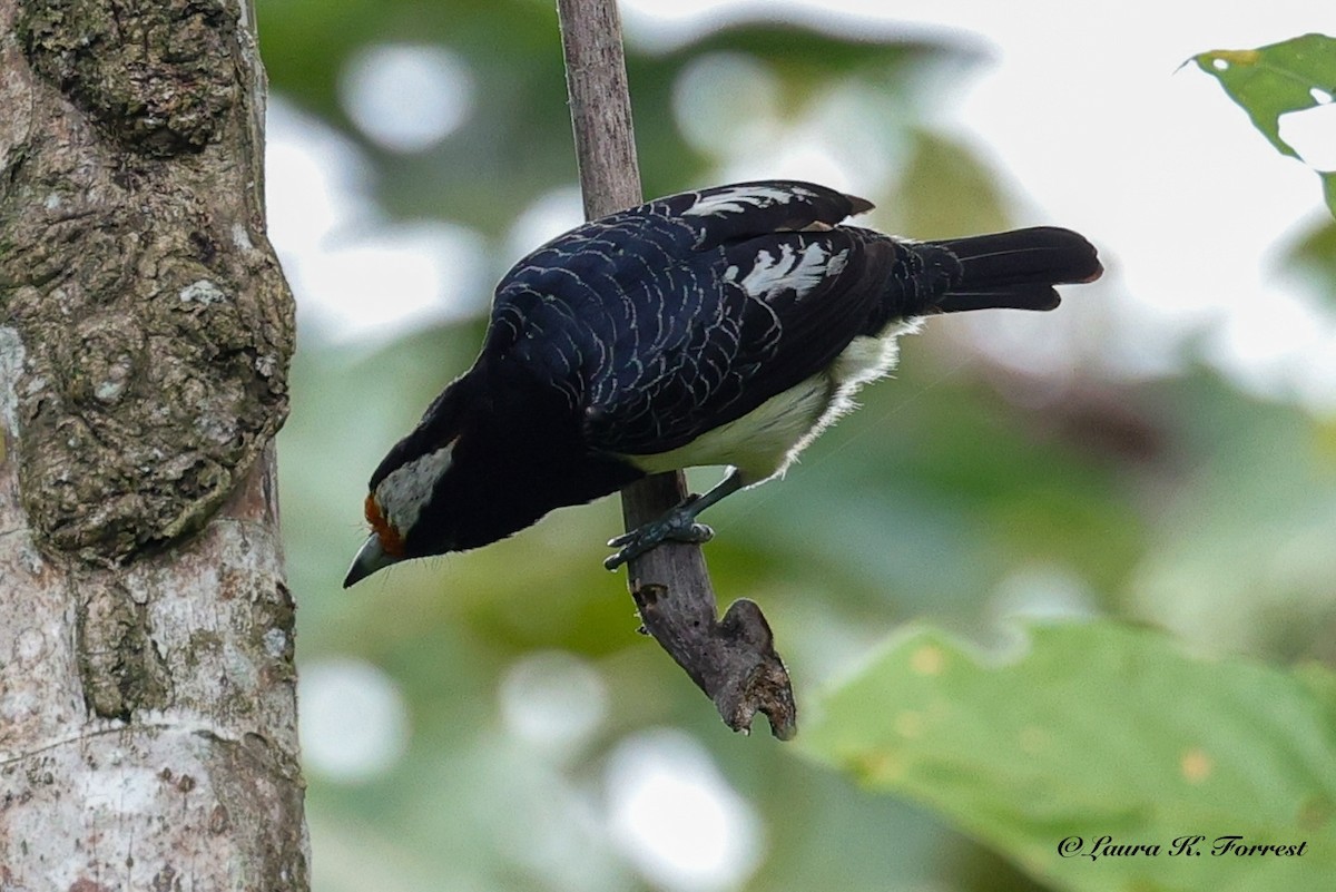 Orange-fronted Barbet - ML641111206