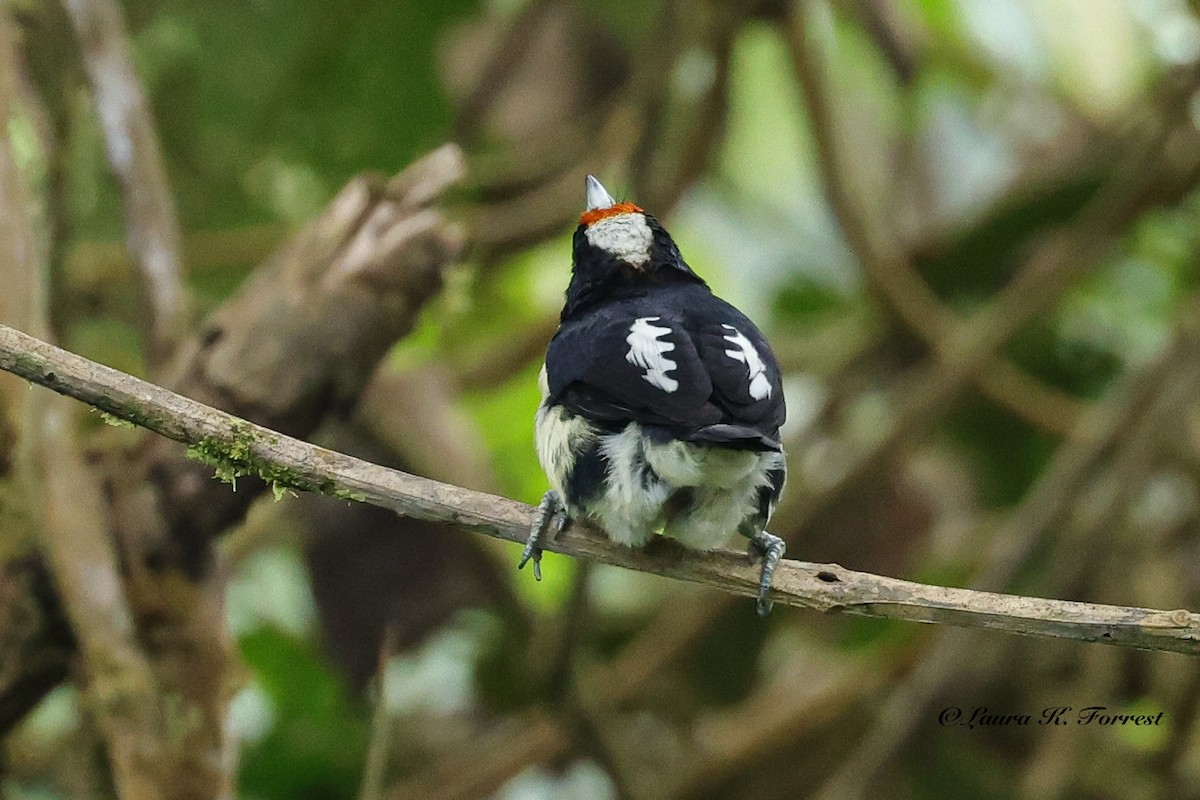 Orange-fronted Barbet - ML641111207