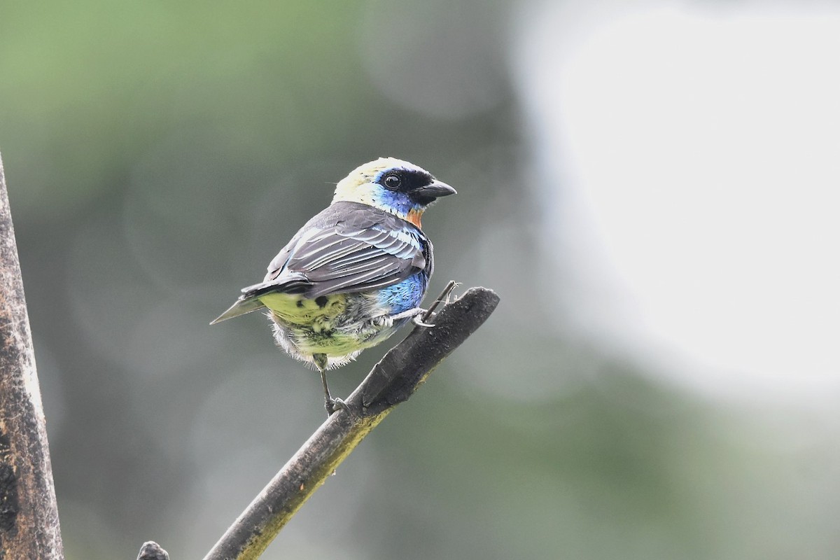 Golden-hooded Tanager - ML641111234