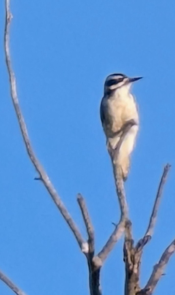 Hairy Woodpecker - ML641111238