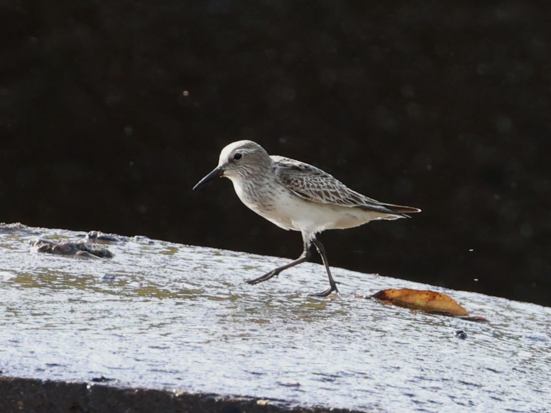 White-rumped Sandpiper - ML641111247