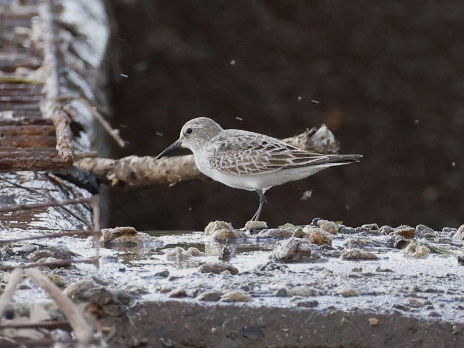 White-rumped Sandpiper - ML641111249