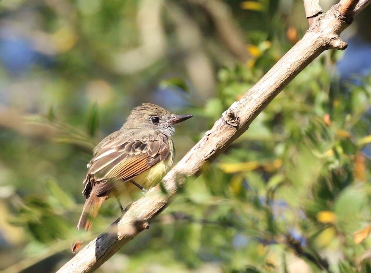 Great Crested Flycatcher - ML641111351