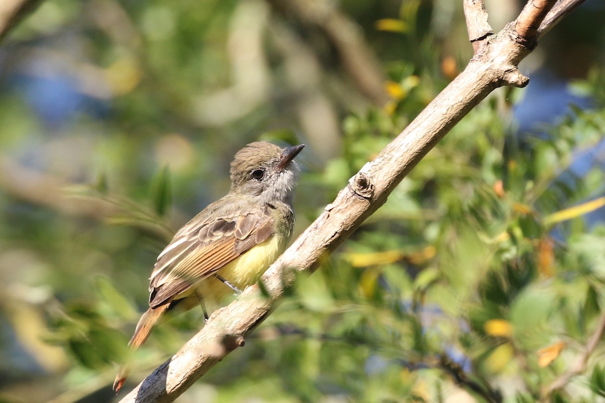 Great Crested Flycatcher - ML641111352