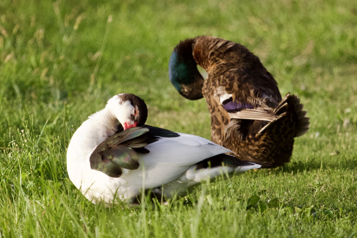 Muscovy Duck (Domestic type) - ML641111362