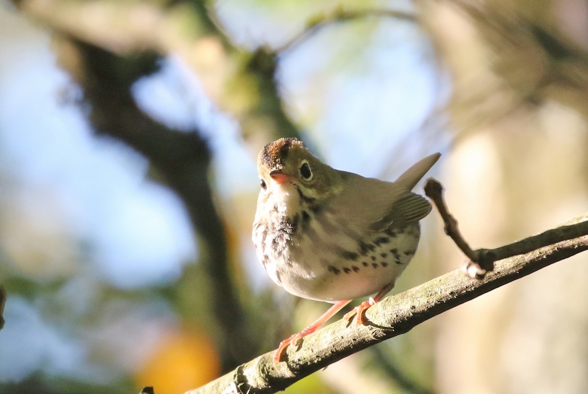Ovenbird - ML641111370