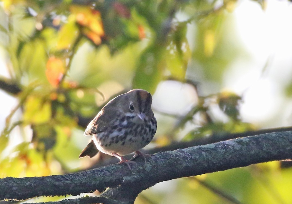 Ovenbird - ML641111371