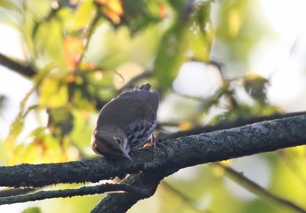 Ovenbird - ML641111372