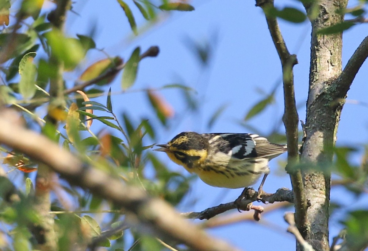 Blackburnian Warbler - ML641111396