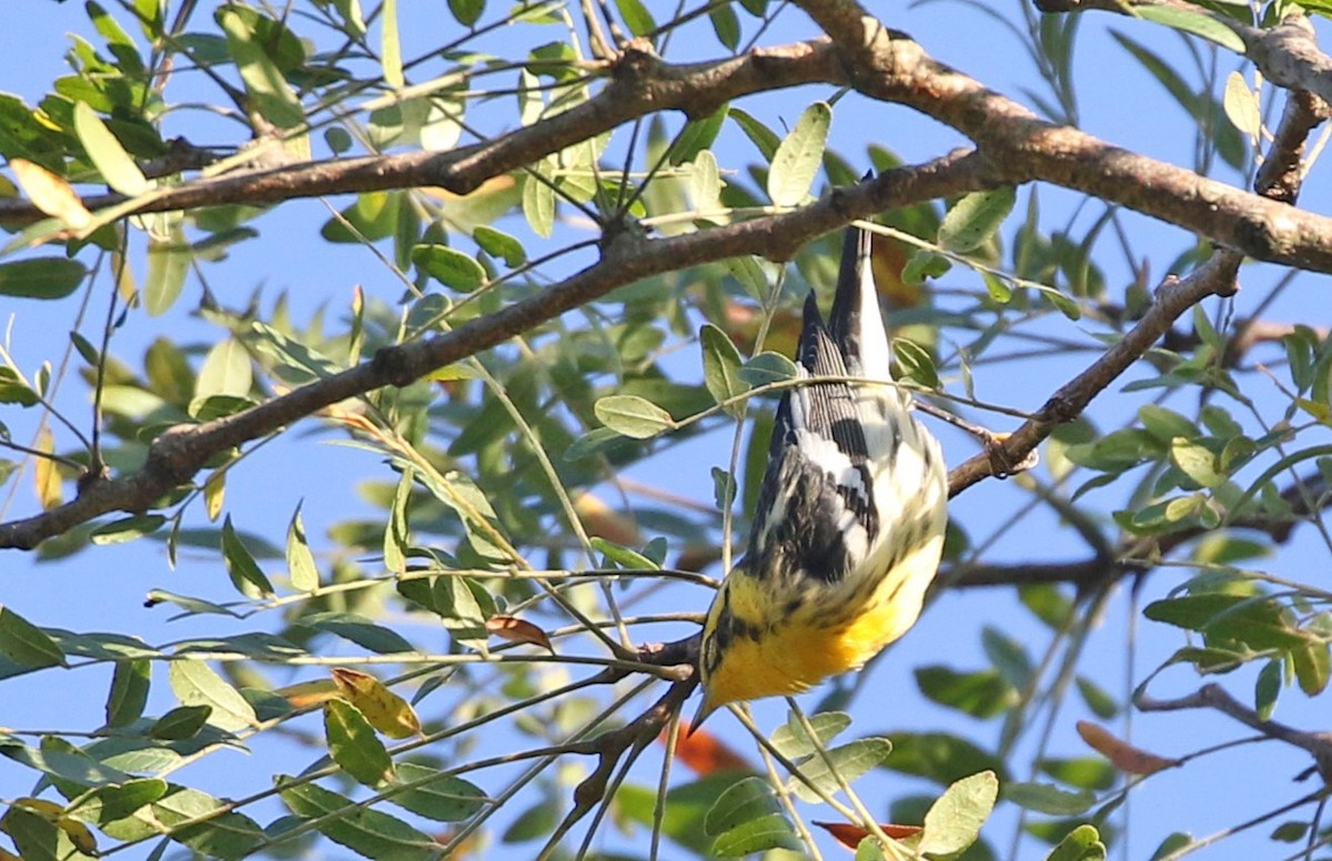 Blackburnian Warbler - ML641111397