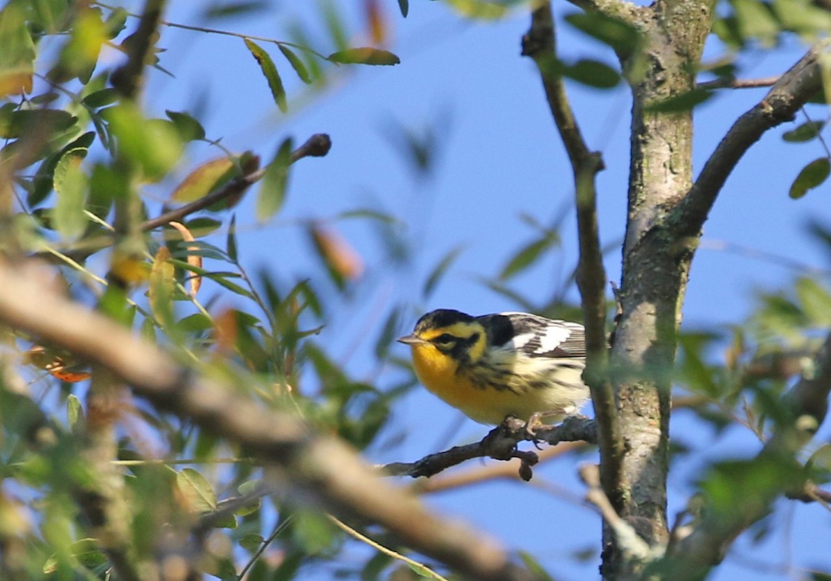 Blackburnian Warbler - ML641111398