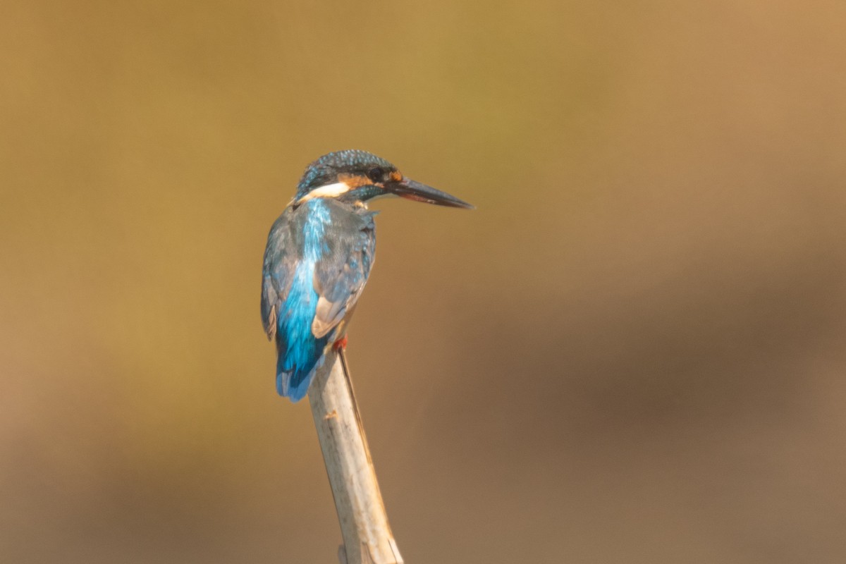 Martin pescatore - ML641111413