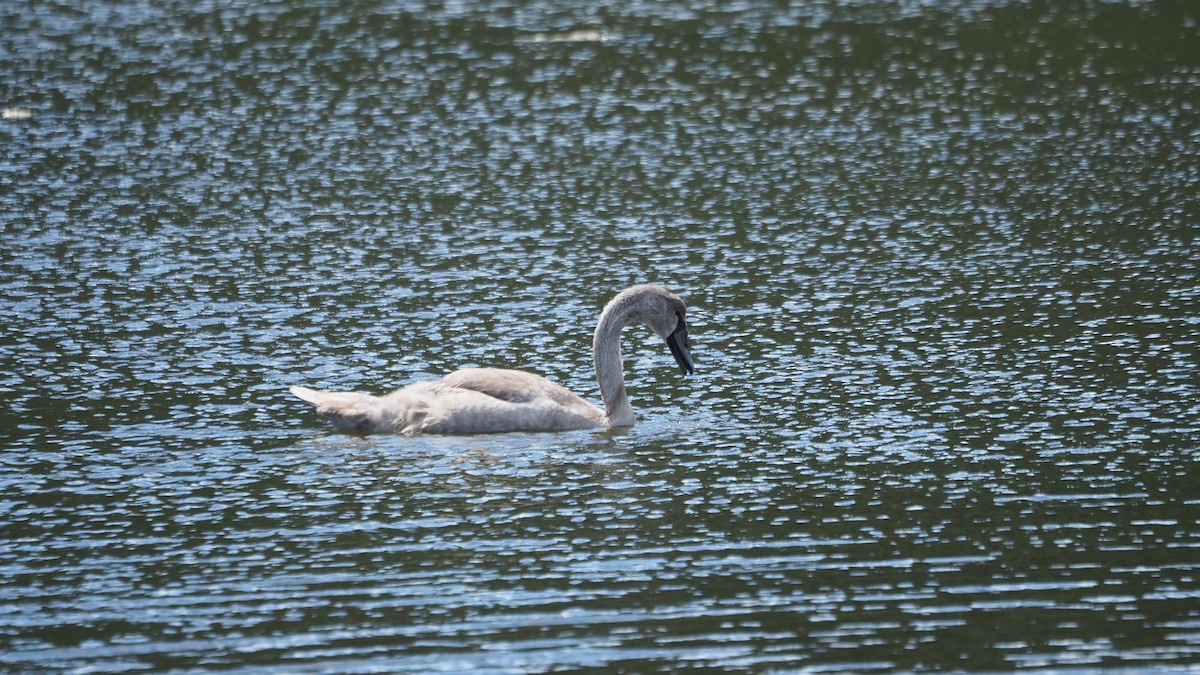 Mute Swan - ML641111426