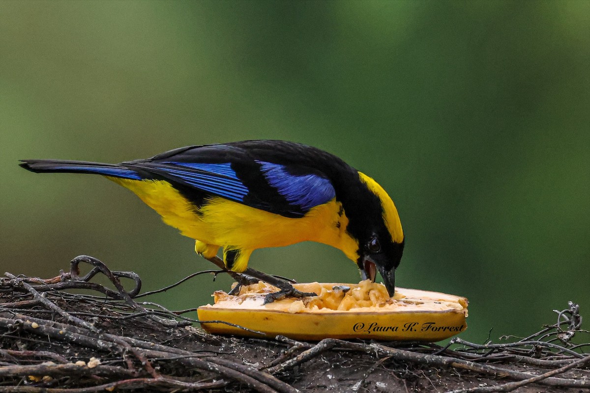 Blue-winged Mountain Tanager - ML641111440