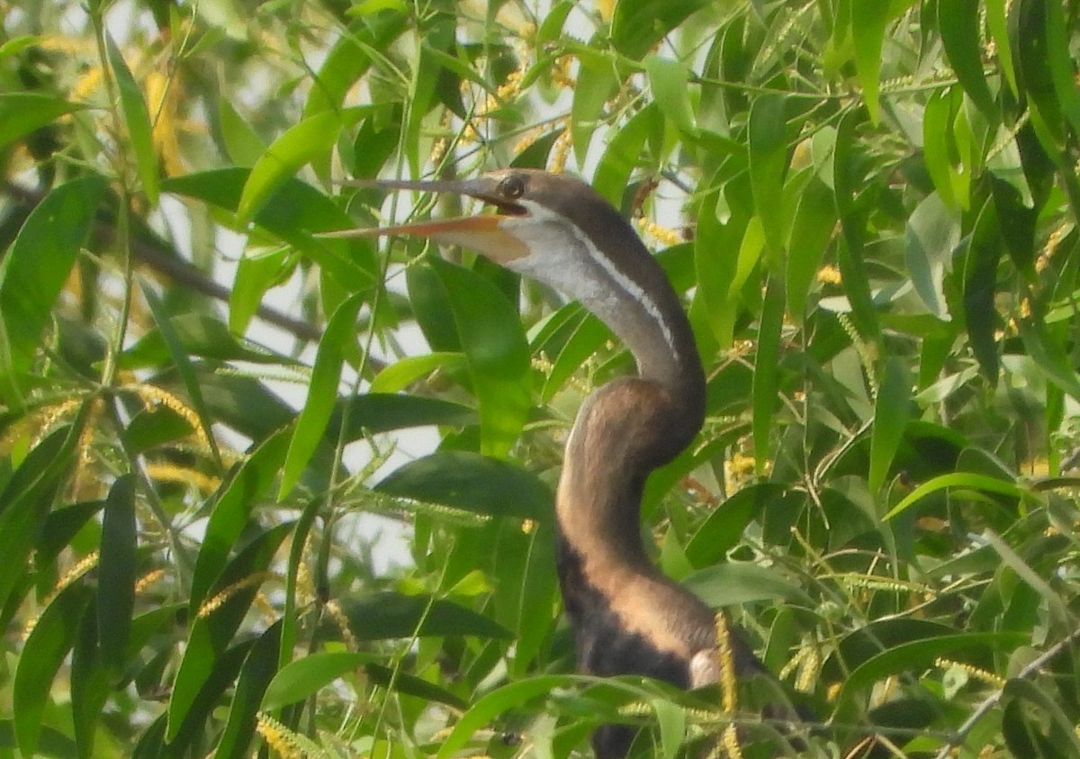 נחשון אסייתי - ML641111449