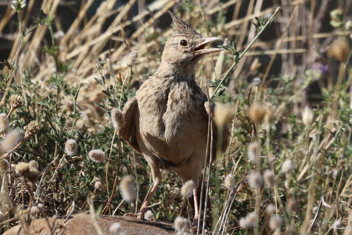 Crested Lark - ML641111454