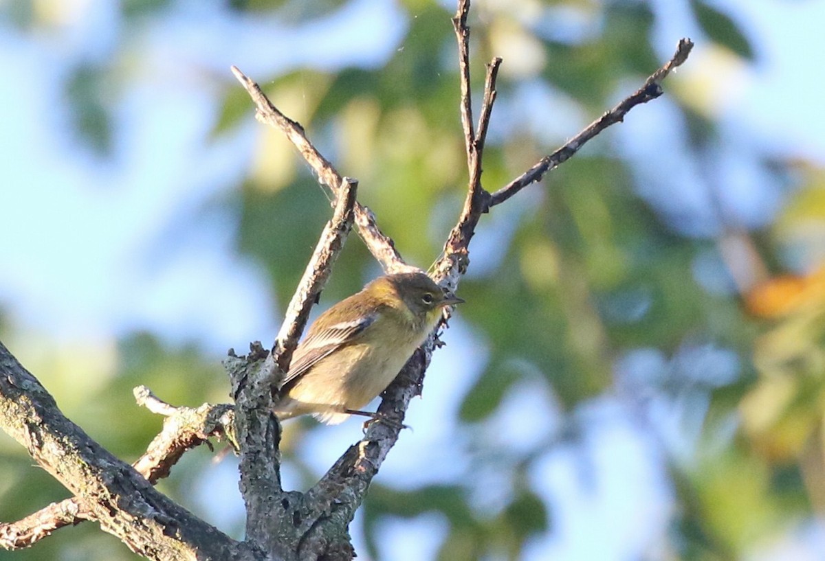 Pine Warbler - ML641111456