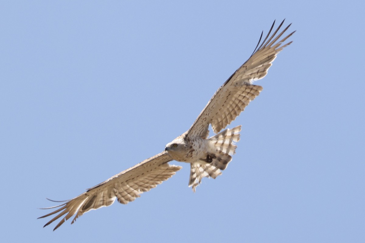 חיוויאי הנחשים - ML641111464