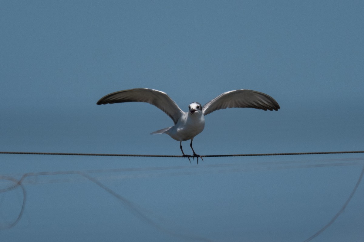 Whiskered Tern - ML641111474