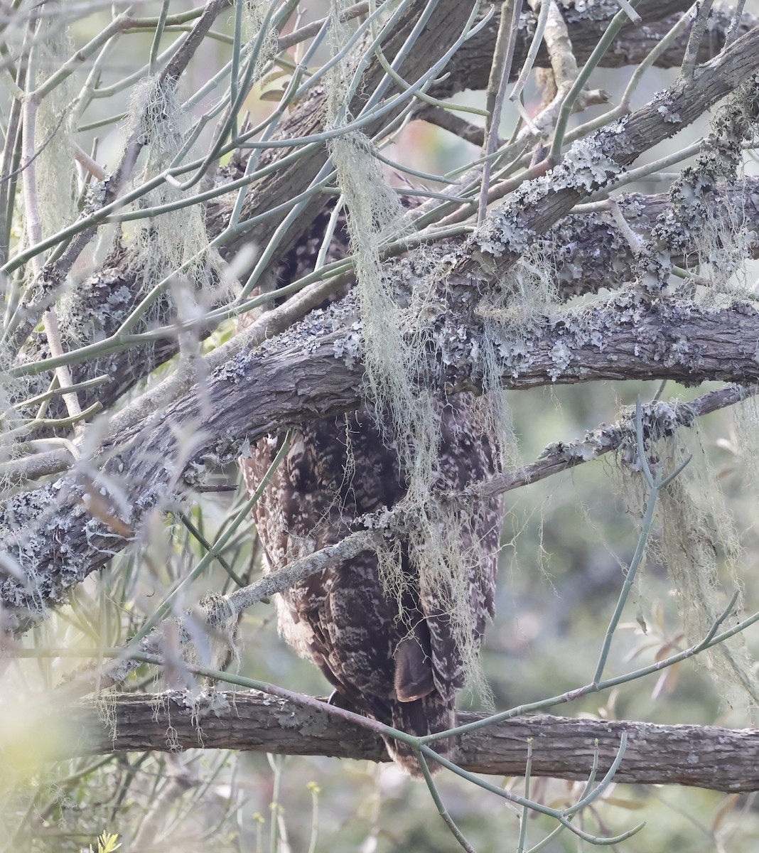 Spotted Eagle-Owl - ML641111491