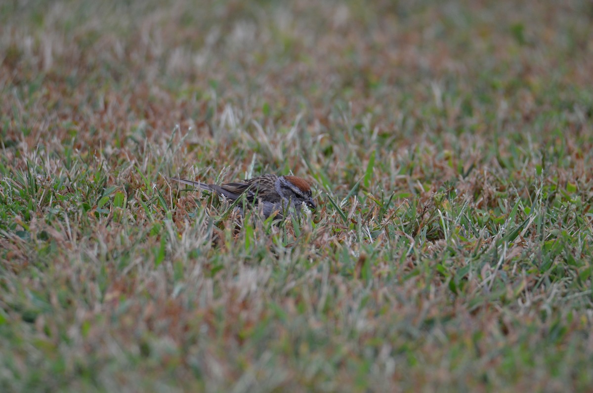Chipping Sparrow - ML641111519