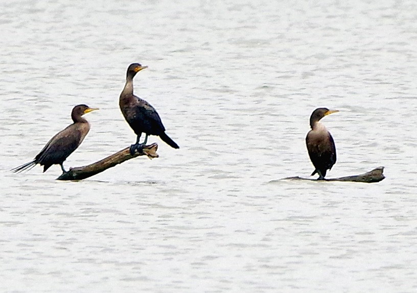 Double-crested Cormorant - ML641111534