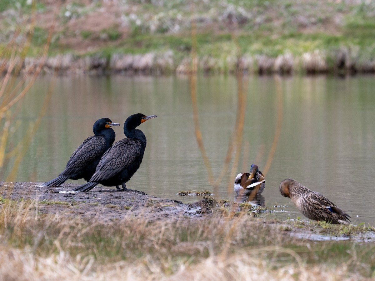 Double-crested Cormorant - ML641111551