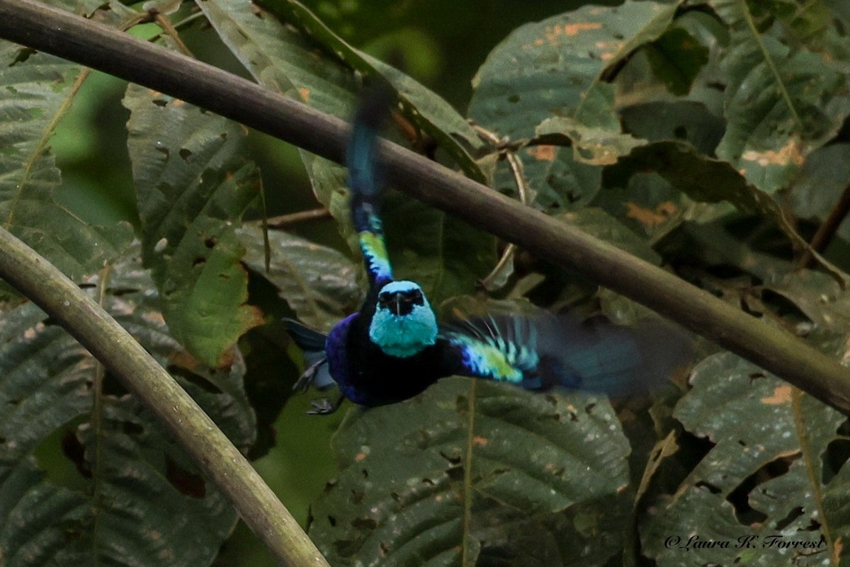 Blue-necked Tanager - ML641111553