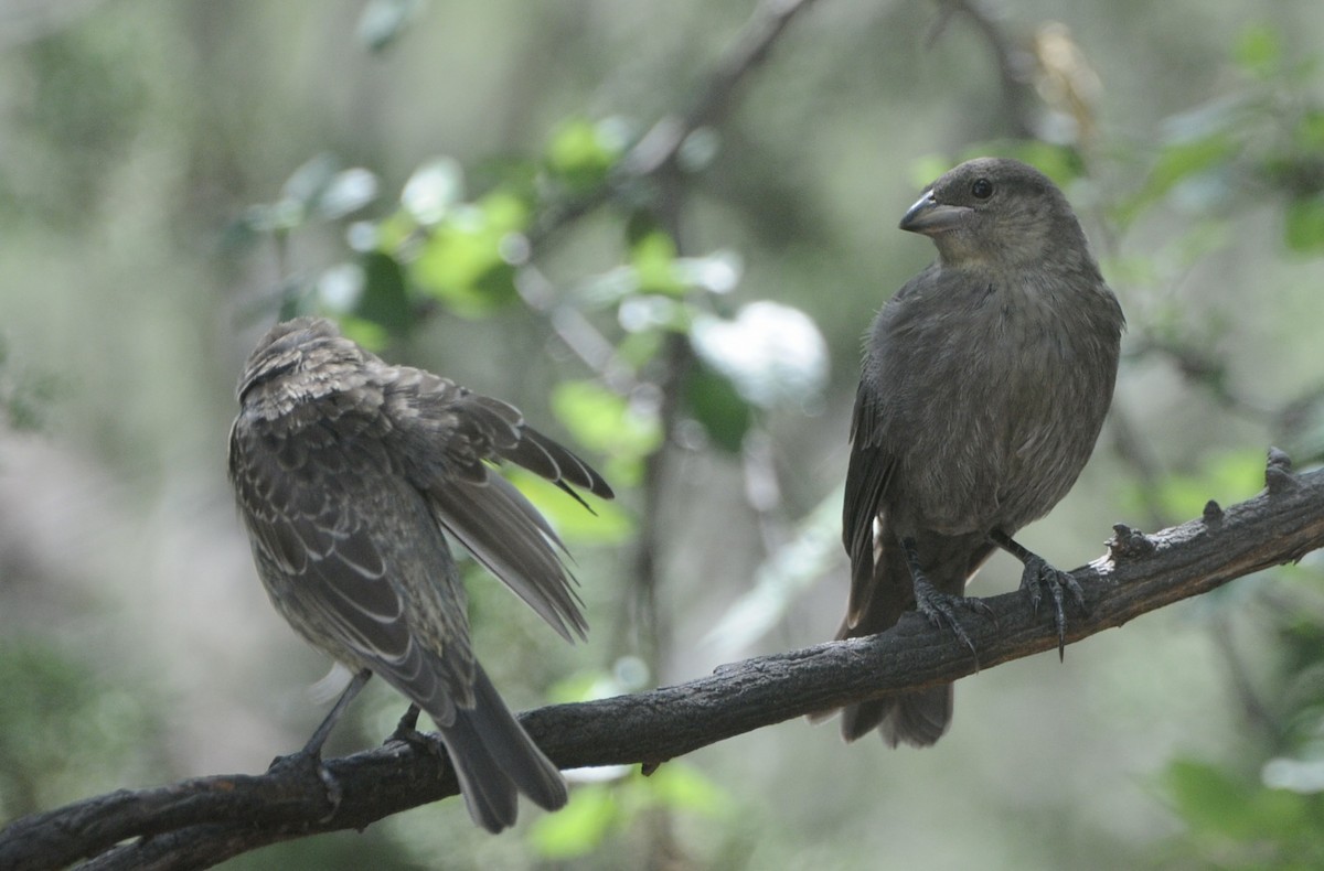 Brown-headed Cowbird - ML641111558