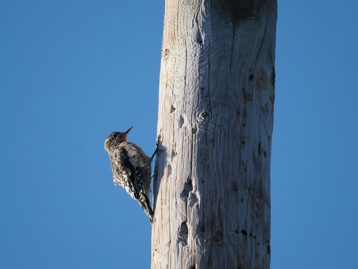 Yellow-bellied Sapsucker - ML641111588
