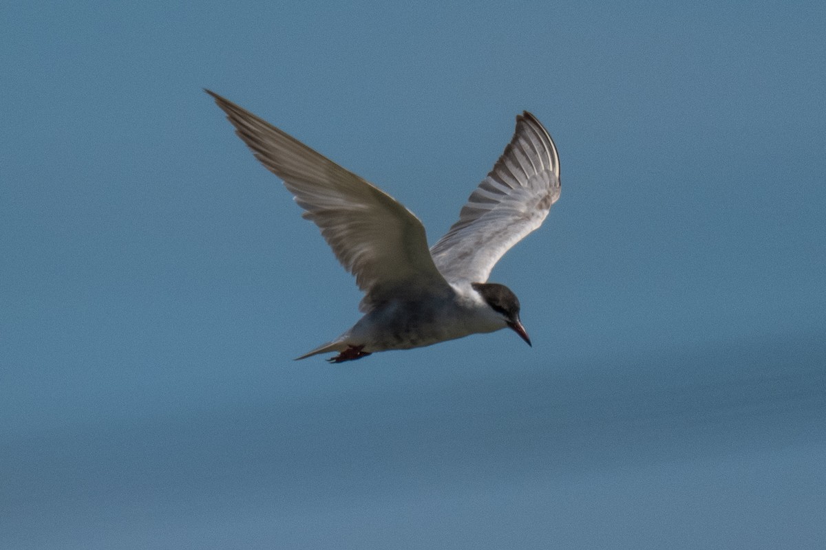 Whiskered Tern - ML641111620