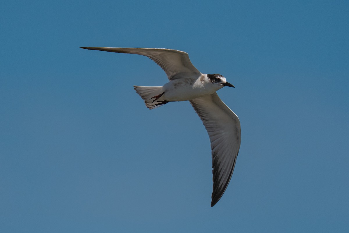 Whiskered Tern - ML641111646