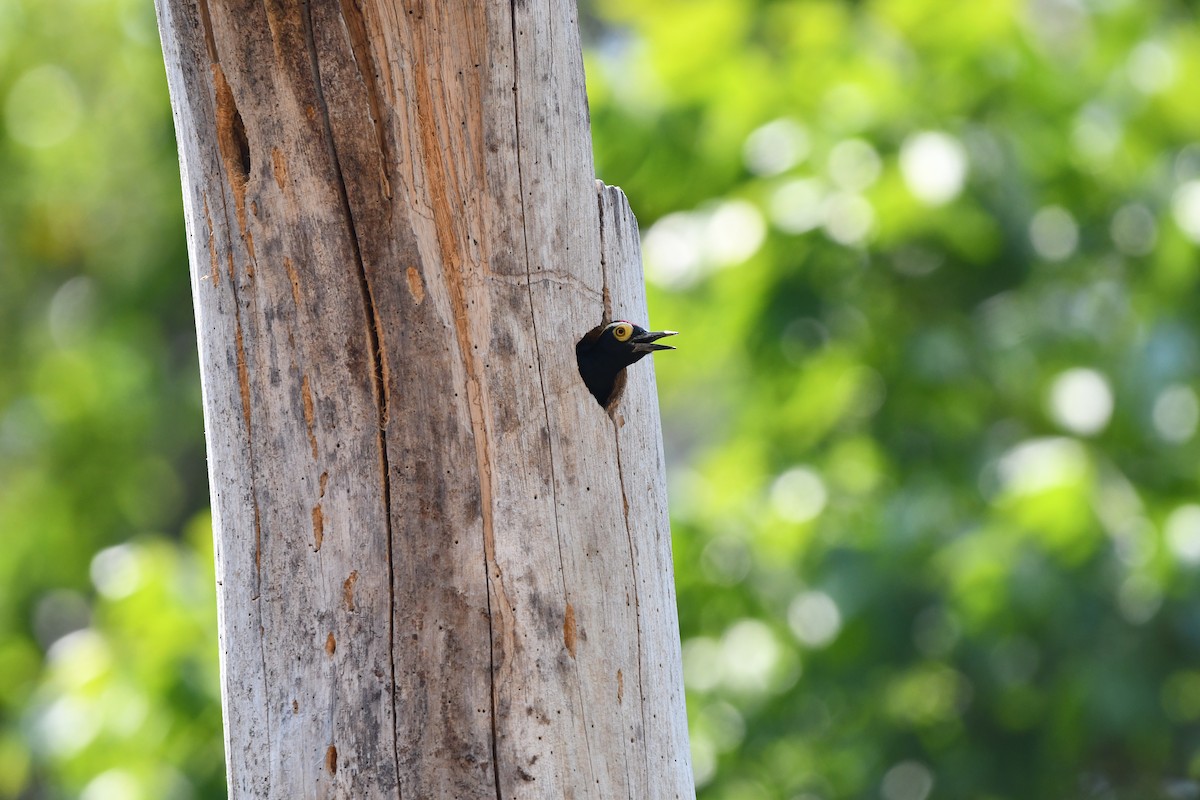 Yellow-tufted Woodpecker - ML641111651