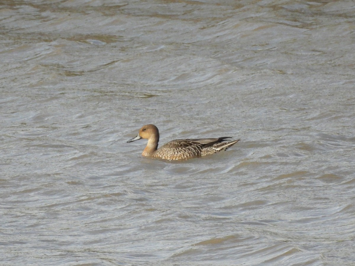 Northern Pintail - ML641111662