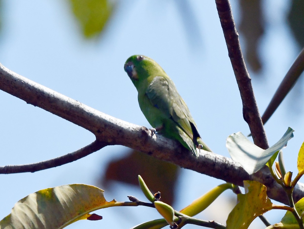Dusky-billed Parrotlet - ML641111664