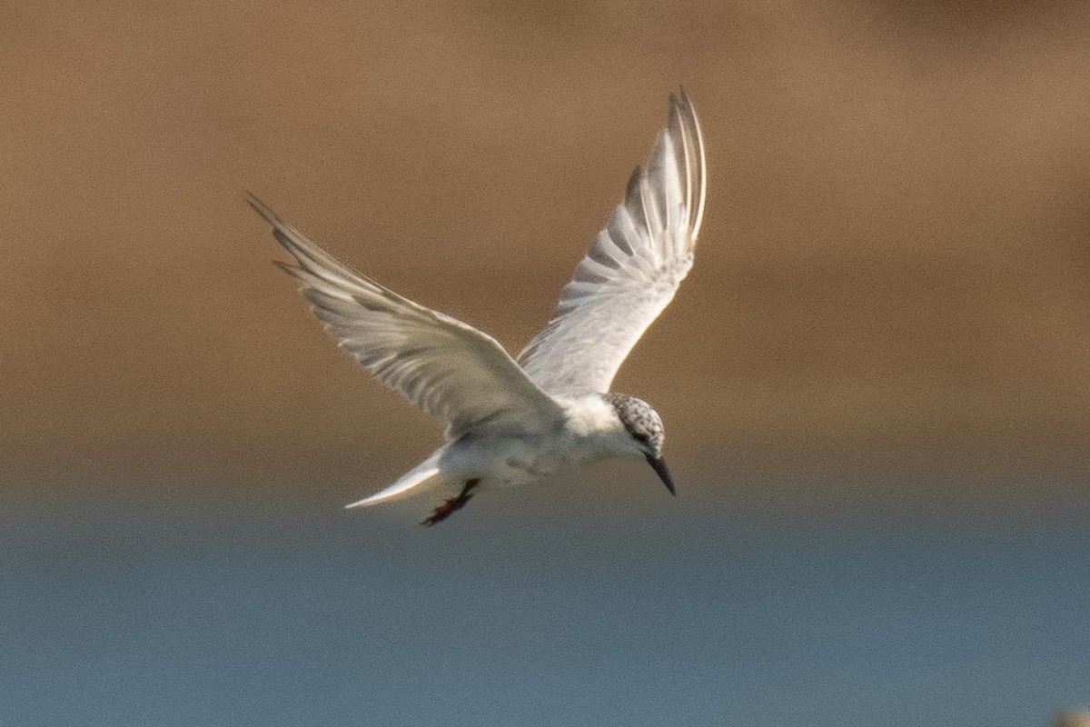 Whiskered Tern - ML641111666