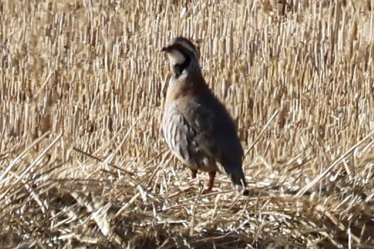 Red-legged Partridge - ML641111685