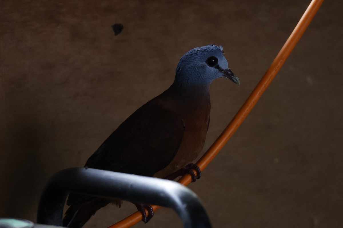 Blue-headed Wood-Dove - ML641111706