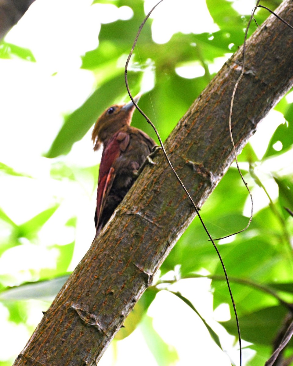 Pale-headed Woodpecker - ML641111710