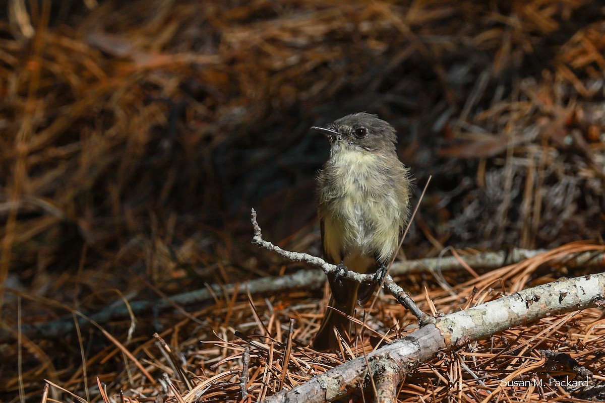 Eastern Phoebe - ML641111735
