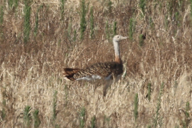 Great Bustard - ML641111746