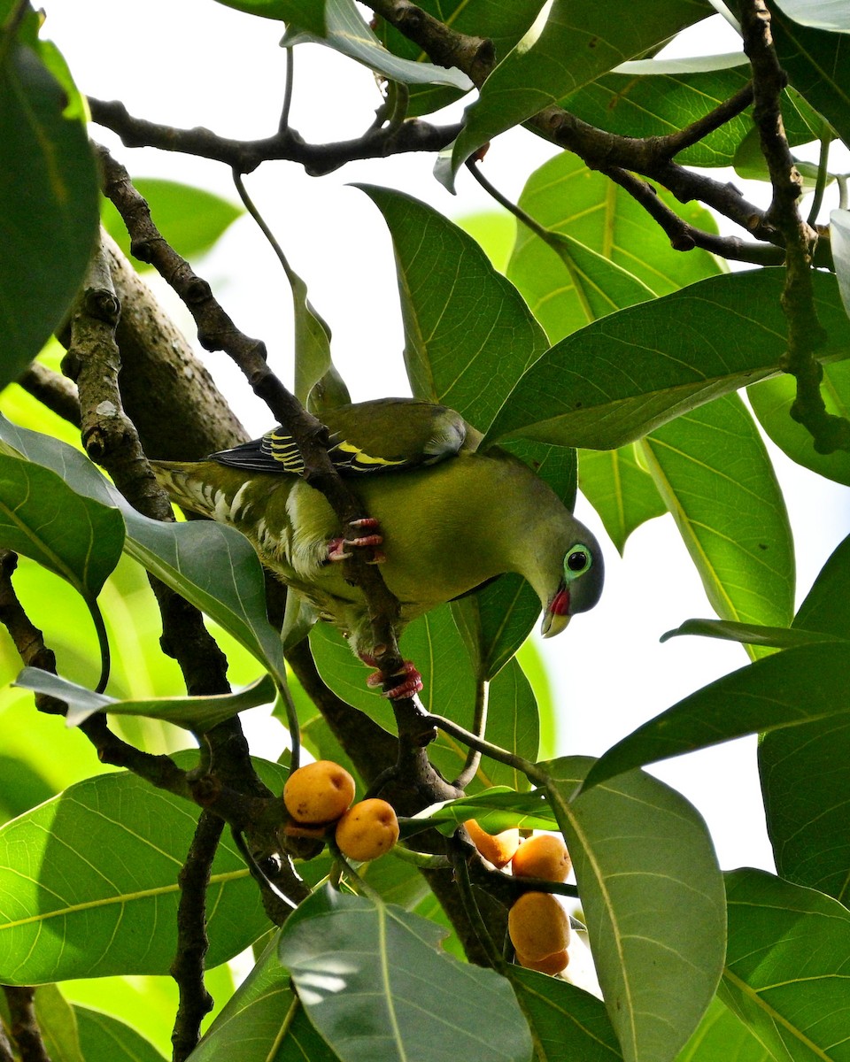 Thick-billed Green-Pigeon - ML641111757