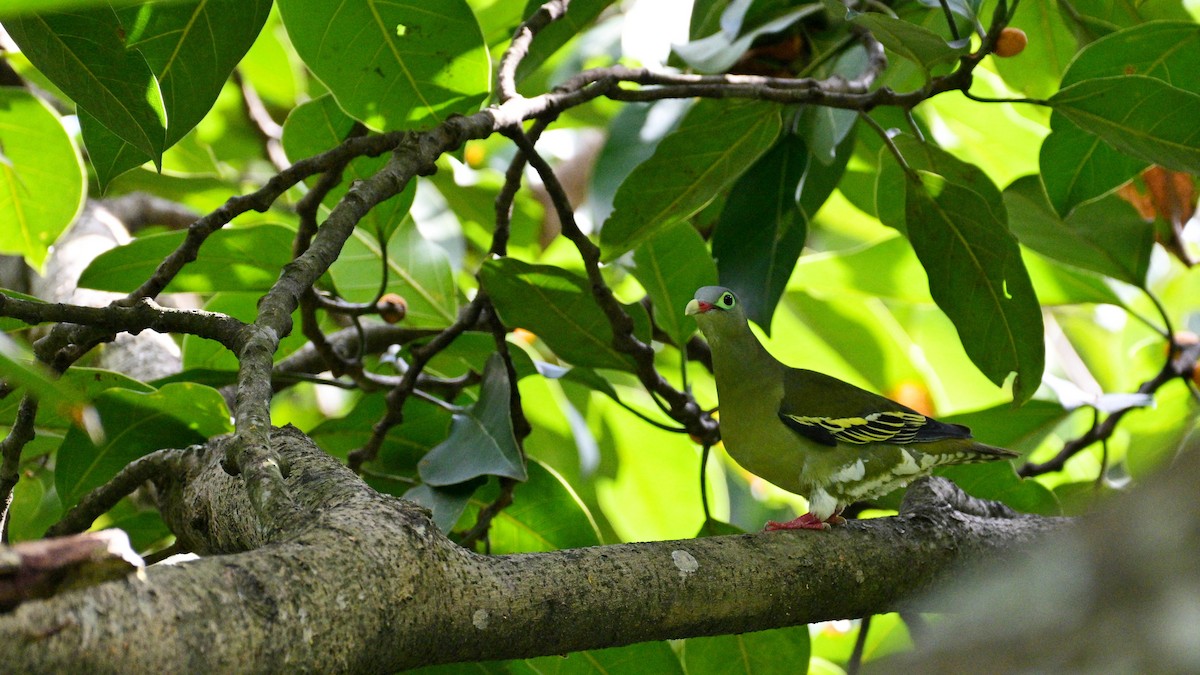 Thick-billed Green-Pigeon - ML641111758