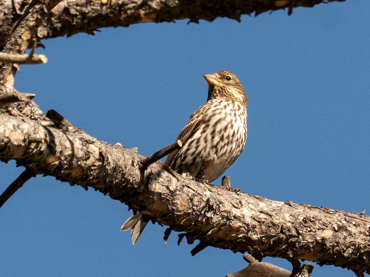 Cassin's Finch - ML641111763