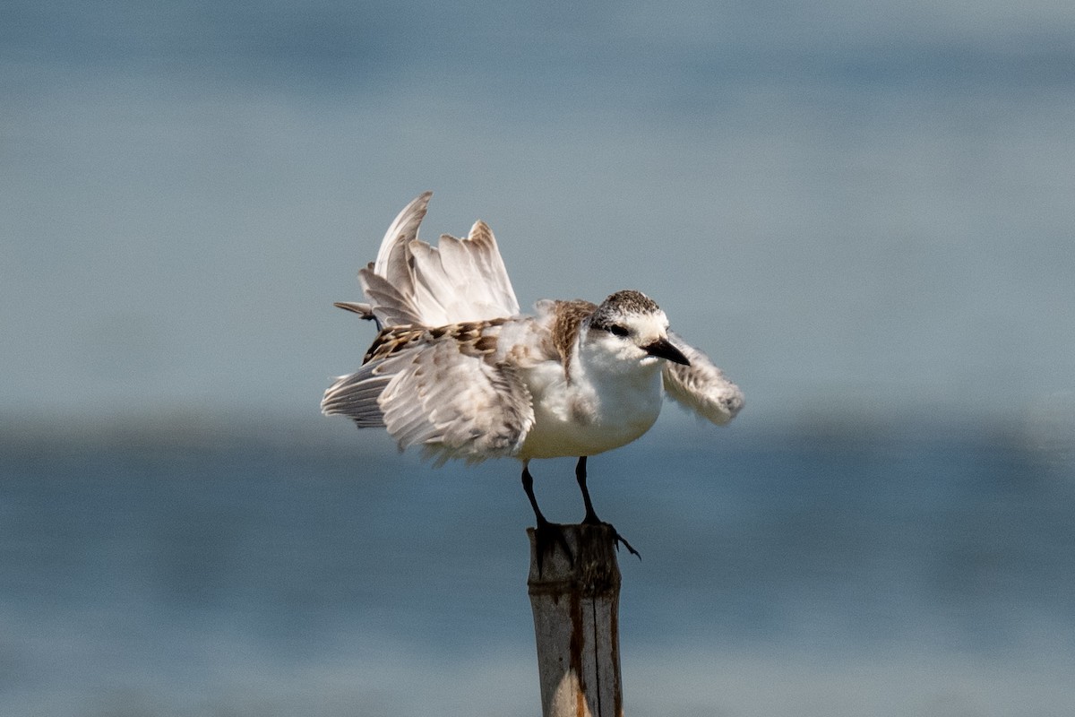 Whiskered Tern - ML641111792